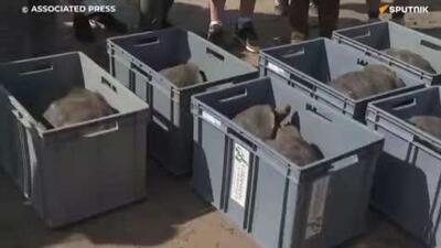  پس از یک قرن و نیم، لاک‌پشت‌های غول‌پیکر به جزیره فلورینا (گالاپاگوس، اکوادور) بازگشته‌اند