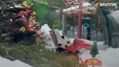  پانداهای باغ وحش مسکو هدایای سال نو چینی دریافت کردند