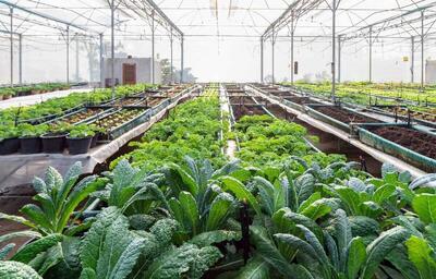  گلخانه‌های گلستان؛ بهره‌وری بالا در سایه فشار هزینه‌ها