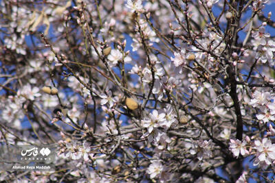  شکوفه های زمستانی شهرراز