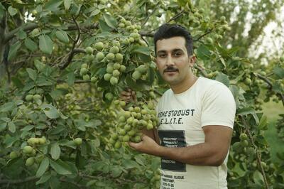 خرید نهال گردو شناسنامه ‌دار از بزرگ ‌ترین تولیدکننده نهال گردو در ایران