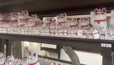  روز گربه در ژاپن؛ جشنی برای جذب شانس و ثروت؟