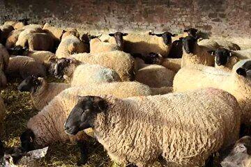  دام زنده ارزان شد/ قیمت جدید چند؟