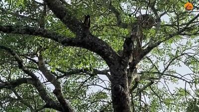  سقوط ۶متری پلنگ درمیان درگیری خطرناک