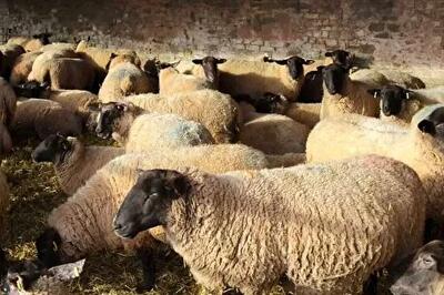  قیمت جدید دام زنده اعلام شد/ گوسفند و گوساله ارزان شد + جزییات