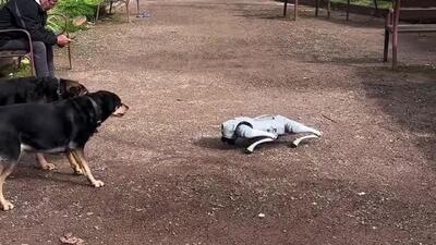  ببینید | وحشت سگ ها از حضور سگ رباتیک در پارک