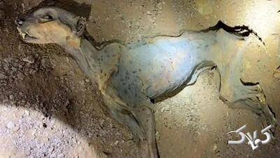  کشف مومیایی طبیعی یوزپلنگ در عربستان | عکس - مجله اینترنتی کولاک