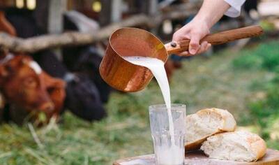  افزایش خطر تب مالت در فصل زایش دام‌ها