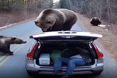  معماری طبیعت؛ حیف شد مرد خیلی تلاش کر د زنده بمونه ولی اجلش رسیده بود