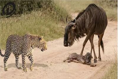  مستند حیات وحش؛ نبرد مرگ و زندگی کل یالدار برای حراست از فرزند تازه زایمان شده