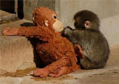  مستند حیات وحش؛ پانچ، میمون طرد شده توسط مادر که به یک عروسک پناه برد