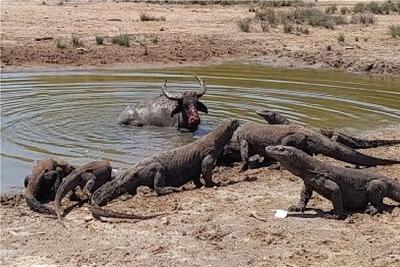  مستند حیات وحش؛ بوفالو؛ کومودوها