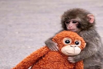  مستند حیات وحش؛ بازی پانچ، میمون یتیم مانده معروف با عروسکش