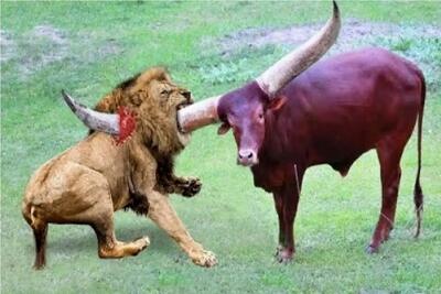  فجایع حیات وحش/شیر دخیل بسته که این سری گاو خشمگین رو سرنگون کنه