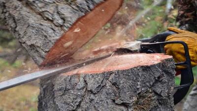  دستگیری دو قاچاقچی چوب در پناهگاه حیات وحش لوندویل آستارا