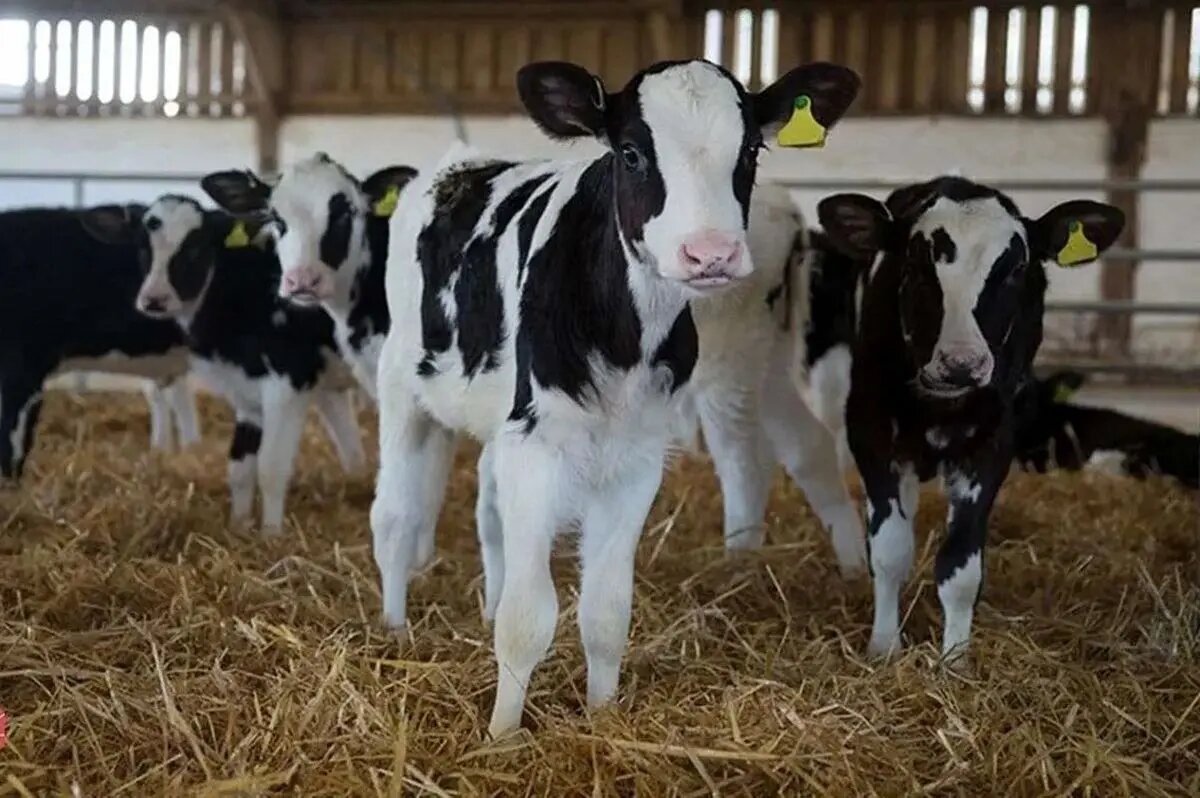 قیمت دام زنده امروز ۳۰ بهمن ۱۴۰۴ + جدول