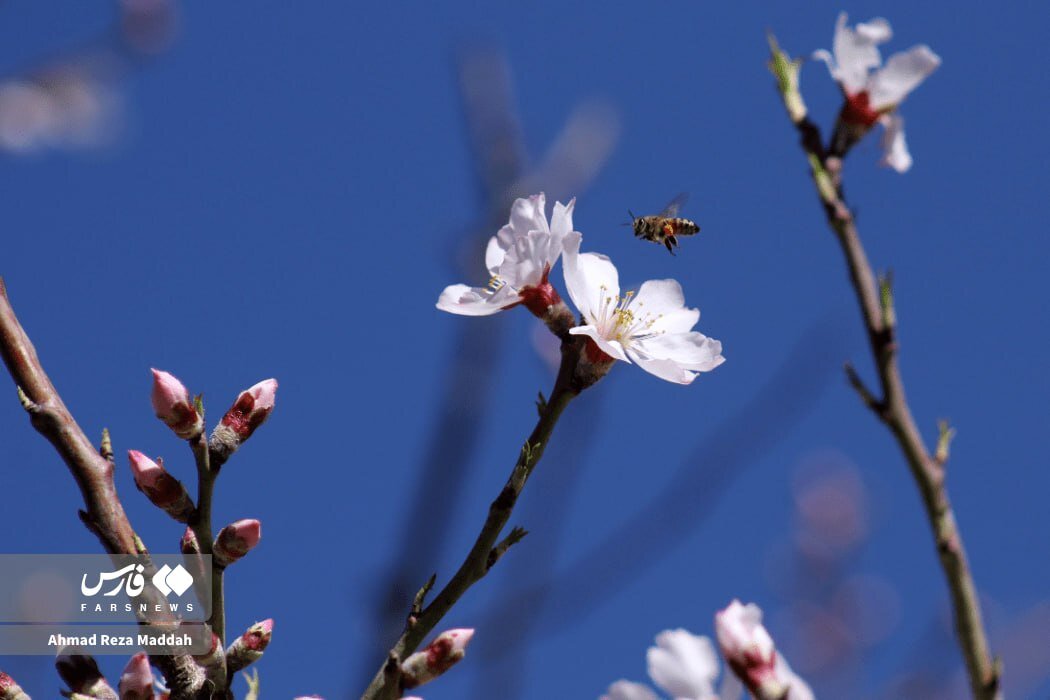 شکوفه های زمستانی در شهر راز