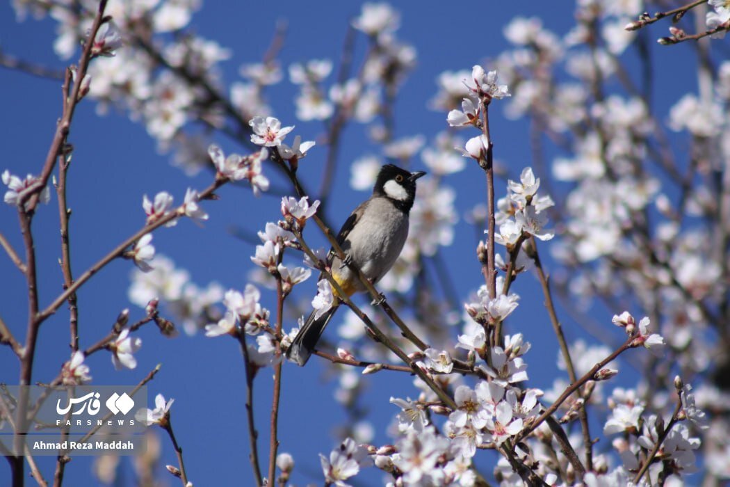 شکوفه های زمستانی در شهر راز