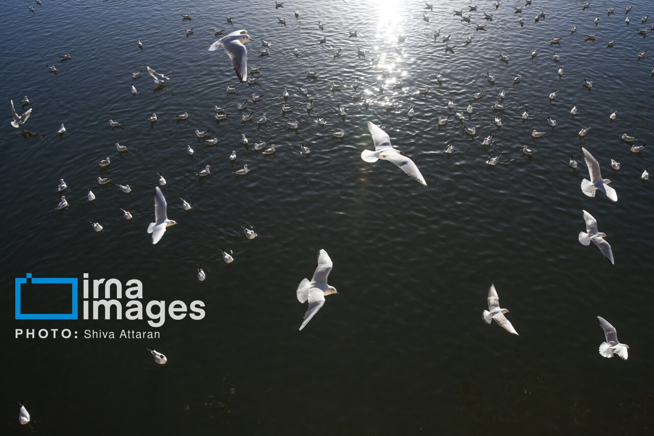 کاکایی‌ها؛ میهمان رودخانه «خشک» شیراز