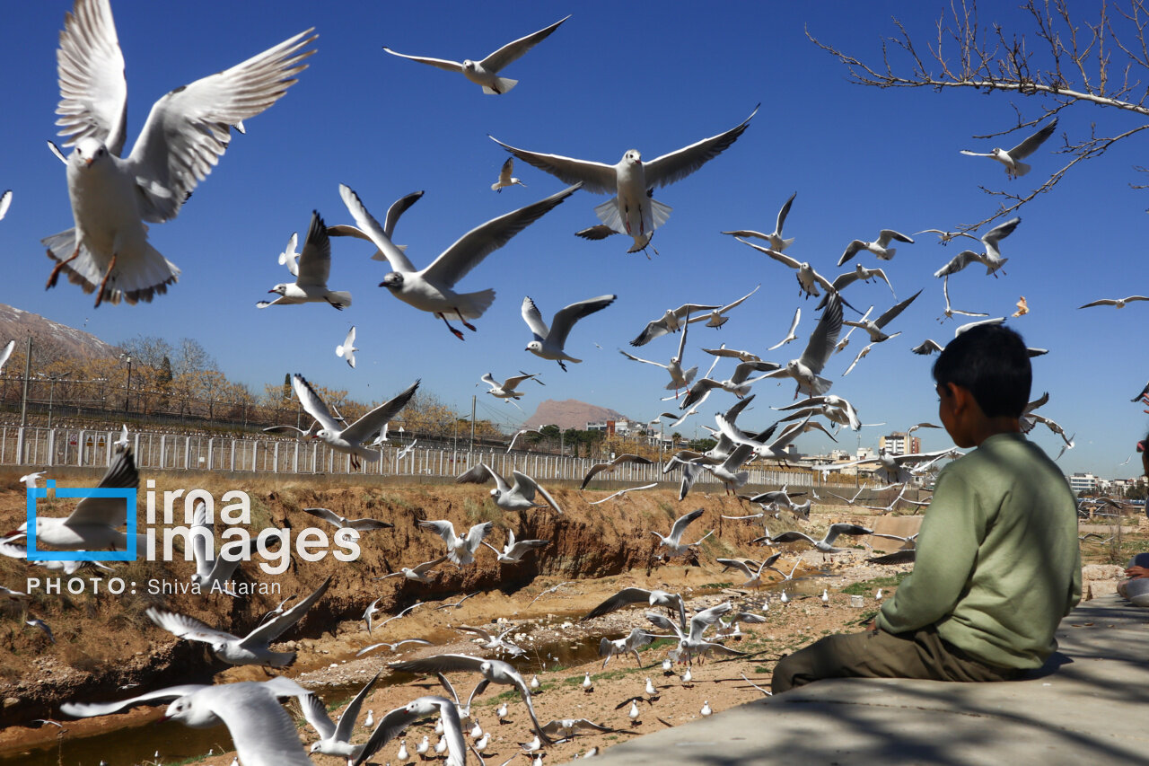 کاکایی‌ها؛ میهمان رودخانه «خشک» شیراز