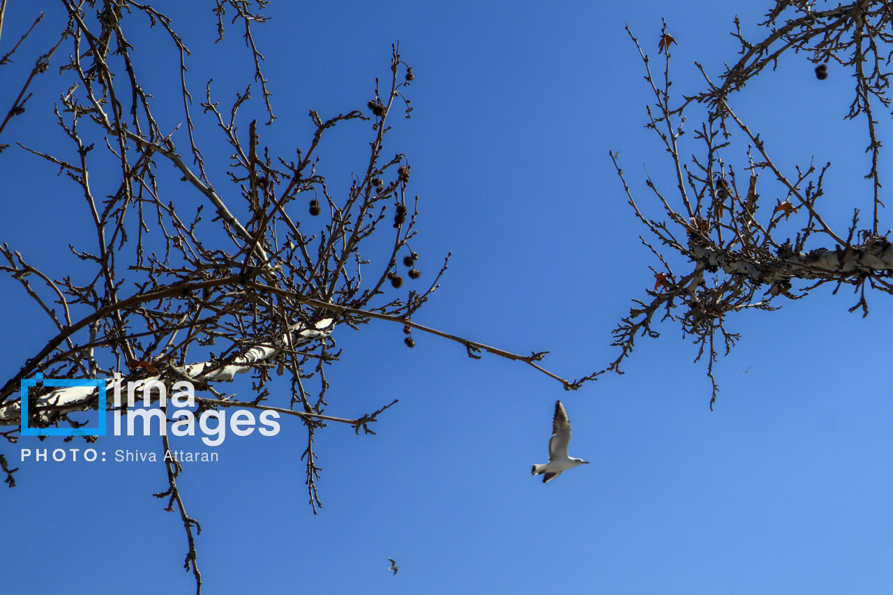 کاکایی‌ها؛ میهمان رودخانه «خشک» شیراز