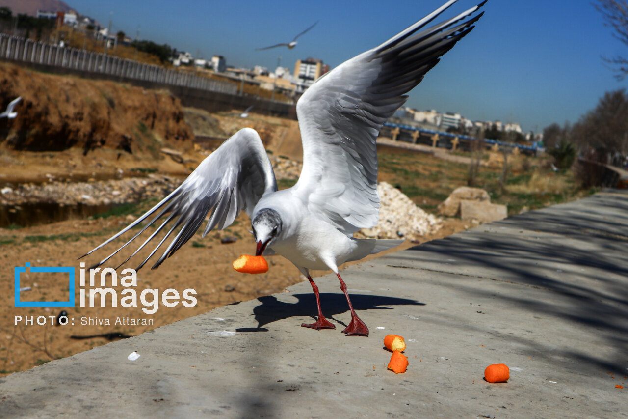 کاکایی‌ها؛ میهمان رودخانه «خشک» شیراز