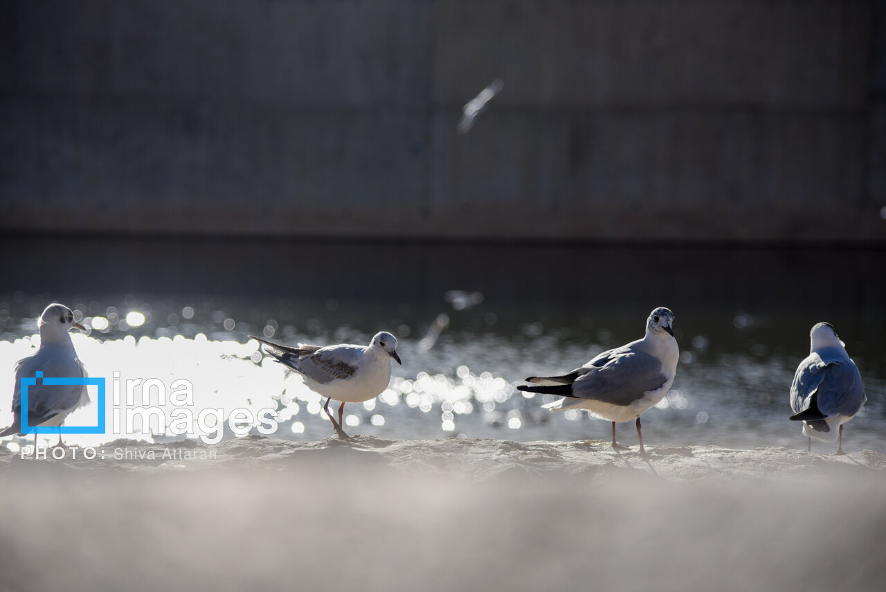 کاکایی‌ها؛ میهمان رودخانه «خشک» شیراز