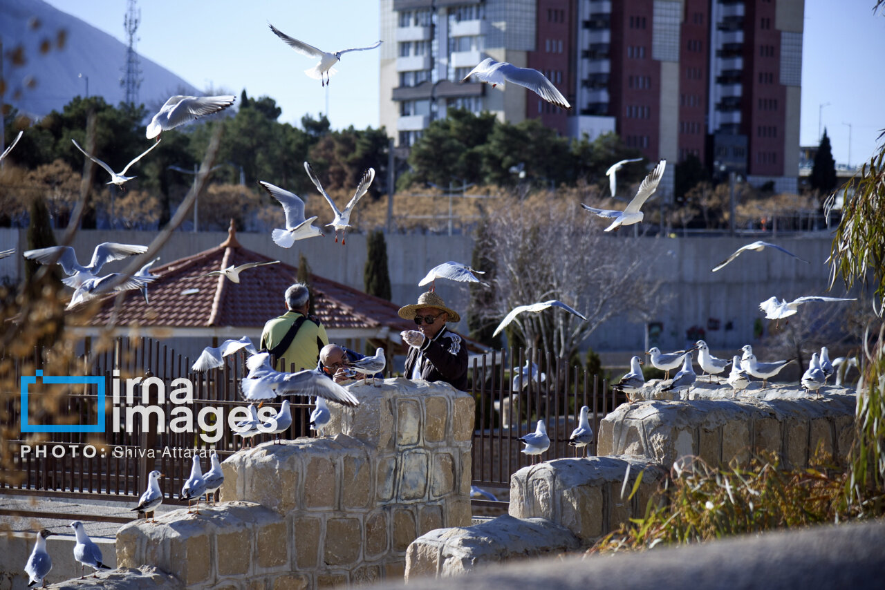 کاکایی‌ها؛ میهمان رودخانه «خشک» شیراز