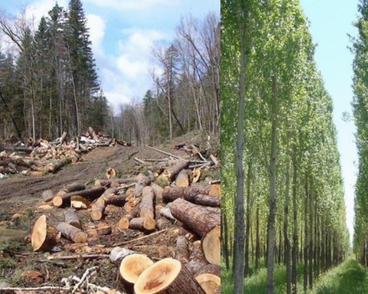 نکات مهم در نگهداری و مدیریت صنوبر